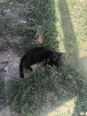 кошка вислоухая серая: Черная кошка - Окрас: однотонный черный, короткая шерсть. - Глаза — 1
