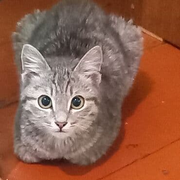 дом кошка: Кошка даром: Беспородная, 10 месяцев, Мальчик, Приучена к лотку — 5