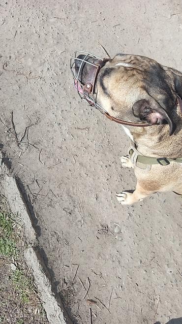 усыпить собаку бишкек: Амстафф, 3 года, Самка, С прививкой — 1