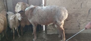 в связи с переездом отдам попугая жако в добрые руки: Продаю | Баран (самец) | Арашан | Для разведения | Осеменитель — 2