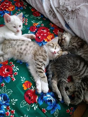 Кошки: Отдам котят в хорошие руки. Возраст 2 месяца, кушают и ходят в туалет — 7