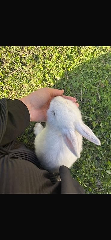 Продаем новозеландских кроликов имеются маленькие крольчата и 2