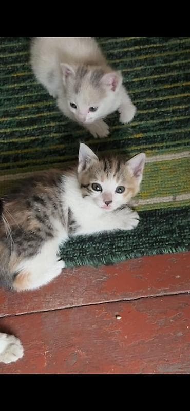 маленькие котёнки: Котята домашние, короткошёрстные. Описание: - Возраст на фото — — 1