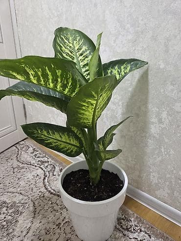 Бөлмө өсүмдүктөрү: Комнатные растения в горшках. - Суккуленты, сансевиерия, алоэ — 4