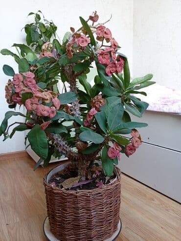 цветущий кактус: Продаётся красивый МОЛОЧАЙ МИЛЯ- многолетнее растение, суккулент — 3