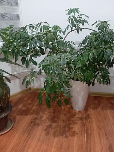 bed: Комнатные декоративные растения в горшках 1) Кливия (Куриосная лилия) — 7