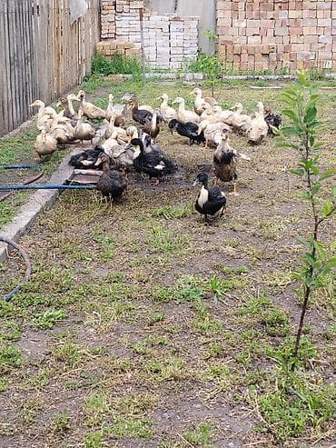 сколько стоят перепёлки: Утки на подворье (разные масти) - Породы/окрасы: светлые — 2