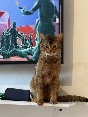 долматинец щенок: Абиссинская, 1 год, Мальчик, Приучена к лотку, Проглистована, С документами — 3