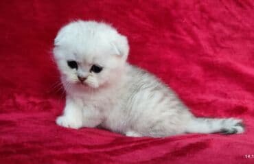 мышык фото: Скотиш Фолд (Шотландиялык шалпаң кулак), 2 айлык, Эркек, Күмүш өңдүү шиншилла — 14