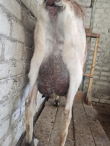 купить рыбу клоуна: Продаю | Коза (самка) | Нубийская | Для молока | Племенные — 4