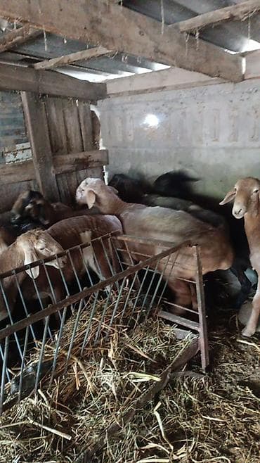 фазаны купить: Продаю | Баран (самец) | Арашан | На забой, Для разведения | Племенные, Осеменитель — 1