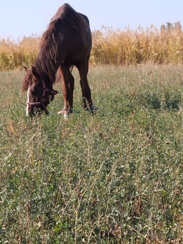 купить собаку для охоты: Продаю | Кобыла (самка) | Рабочий — 2