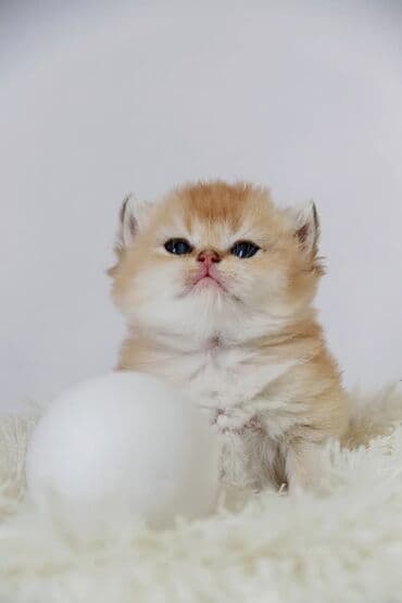 тайские кошки: Британская короткошёрстная, 1 месяц, Мальчик, Золотая шиншилла — 8