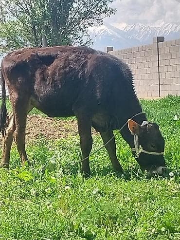 куплю корову на мясо: Продаю | Бык (самец) | На откорм | Привязанные — 1