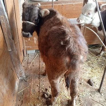 уй животных: Продаю | Тёлка | Герефорд | На откорм — 1