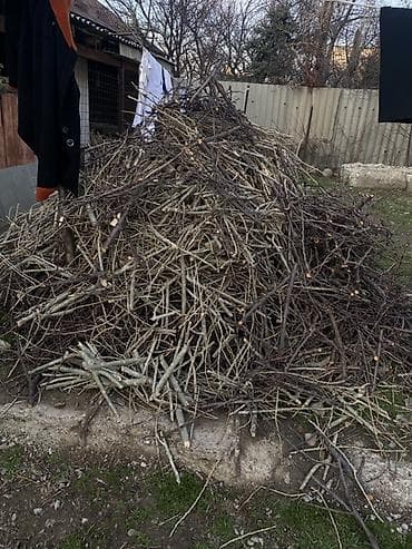 коптим: Дрова и ветки для растопки/костра Өрүк бактын тамыры сатылат - Крупные — 3