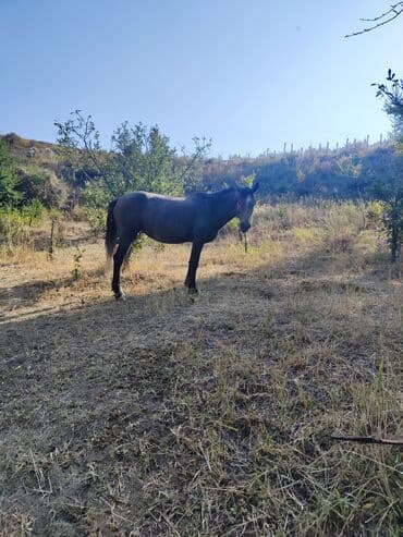 показы 1 354 72 договорная кошка даром британская короткошёрстная 1 год мальчик метис 2 позвонить написать: Продаю | Кобыла (самка) | Рабочий — 1