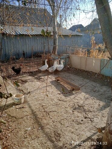 сухое молоко для животных: Продаю гусеи этого года 5 штук оптом 1500 — 1