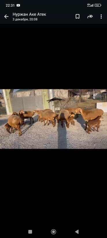 сх животные и товары: Продаю | Овца (самка) | Для разведения | Ягнившаяся — 5