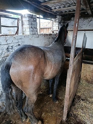 Продаю | Кобыла (самка)