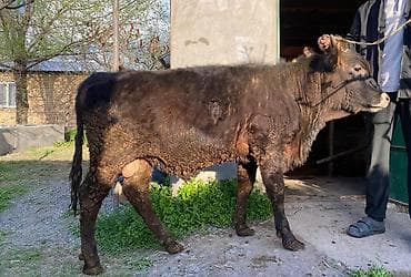 продаю кролов: Продаю | Бык (самец) | На откорм — 3