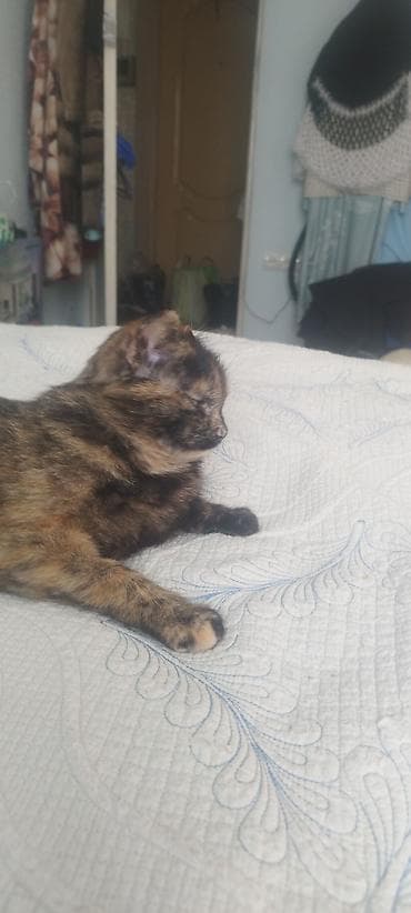 кошки джалал абад: Кошка даром: Беспородная, 2 года, Девочка, Проглистована — 3