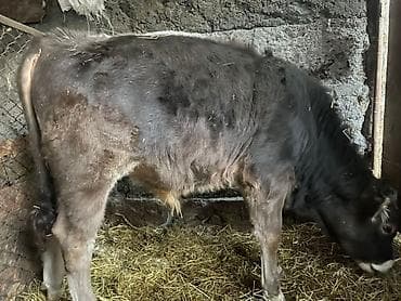 Продаю | Бык (самец) | Швицкая | На откорм | Искусственник