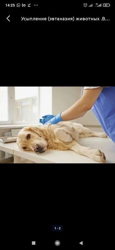 Собаки: Усыпление животных, или эвтаназия животных, — безболезненно для — 2