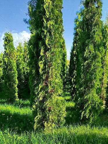 Уруктар жана көчөттөр: Көчөттөр Акылуу жеткирүү — 9