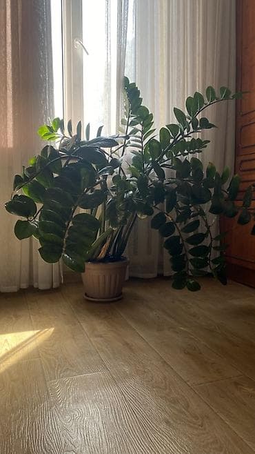 Замиокулькас (долларовое дерево), крупный взрослый экземпляр в горшке