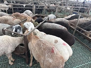 рыжая сибирская кошка: Продаю | Овца (самка), Ягненок, Баран (самец) | На забой — 1