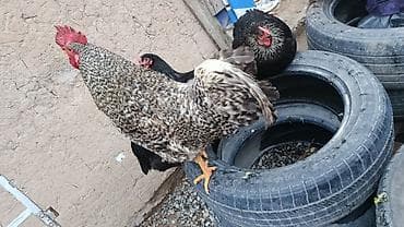 Продаю | Петух | Домашняя | Для разведения