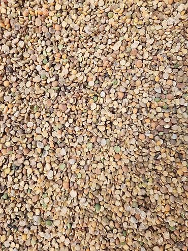 куплю кукуруз: Продаю ячмень, пшеница, кукуруза,горох,чечевица — 4