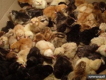 продаю курицы: Продаю | Цыплята | Бройлерная — 5