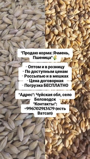 ЯЧМЕНЬ 23 сом 
ПРОДАЮ КОРМА: ЯЧМЕНЬ и ПШЕНИЦА