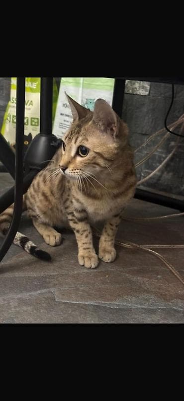 бенгалы цена: Порода: бенгальская кошка (домашняя леопардовая окраска, крупные — 1