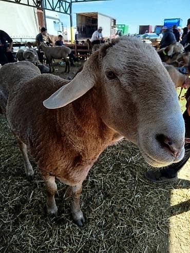 эшек жаныбар: Сатам | Кочкор (эркек) | Арашан | Көбөйтүү үчүн | Асыл тукумдуу, Жасалма жол менен боозутуу — 2