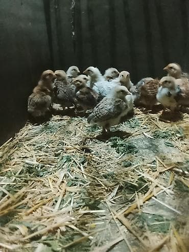 куры цыплята: Продаю | Цыплята | Для разведения — 1