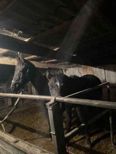 продам бу оборудование для птицефабрики: Продаю | Жеребенок | Конный спорт — 1