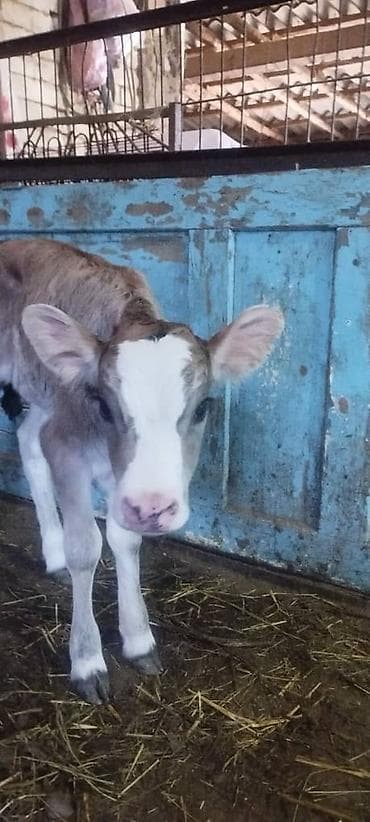 продаю кошара ферма: Продаю | Музоо, торпок | Полукровка | Для разведения, Для молока — 5