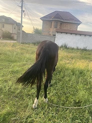 щенки белгийскоц овчарки: Продаю | Жеребенок | Кара Жорго | Для разведения — 3