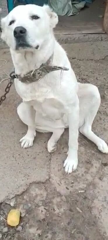 Ит кууту: Алабай, 1 айлык, Эркек — 5