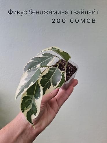 оптом светы: 🪴В продаже фикусы разных сортов. 🌿Названия и цены указаны на фото — 4