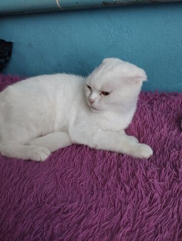 отдам даром вислоухого котенка: Скотиш Фолд (Шотландиялык шалпаң кулак), 1 жаш, Ургаачы, Ак, Эмделген, Лотокко барууга үйрөтүлгөн, Курттардан тазаланган — 3