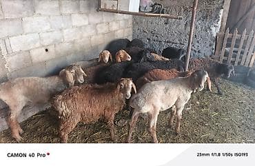 Үй жаныбарлары: Сатам | Кочкор (эркек) | Аргын | Көбөйтүү үчүн — 9