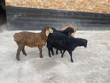 дакан корз: Продаю | Ягненок | На забой — 3