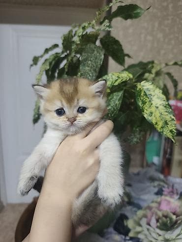 купить котёнка мейн кун: Британская короткошёрстная, 1 месяц, Девочка, Золотая шиншилла, Приучена к лотку — 9