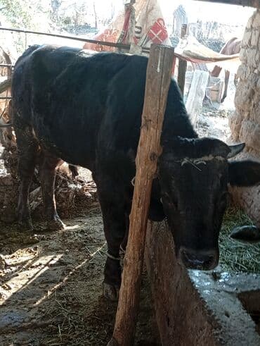 французского бульдога: Сатам | Бука (эркек) | Бордоп семиртүү үчүн | Байланган — 3