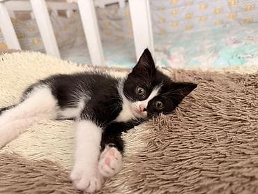 чёрные кошки: Кошка даром: Беспородная, 2 месяца, Девочка — 3