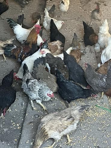 где купить породистых кур: Продаю | Куры, Петух, Цыплята | Кохинхин, Домашняя, Кучинская | На забой, Для разведения, Несушки — 9